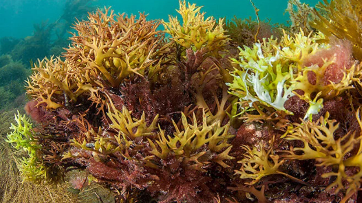 Top 10 Minerals in Sea Moss & Their Potential Health Benefits Mylas Moss