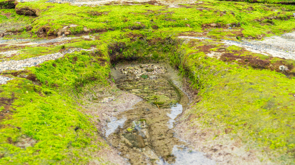 How to Differentiate Real Vs. Fake Sea Moss? A Complete Guide