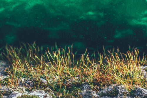 How To Differentiate Between Sea Moss & Other Seaweeds? | An Easy Guide