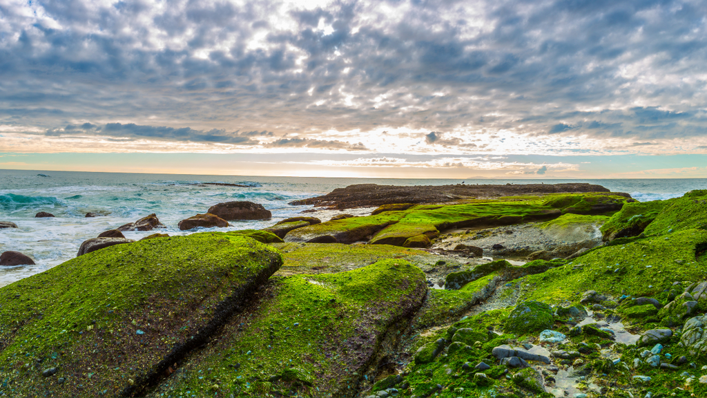 Exploring the Different Types of Sea Moss: Which Form is the Best?