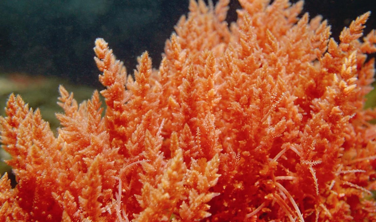 How Long Does it Take for Sea Moss to Work?