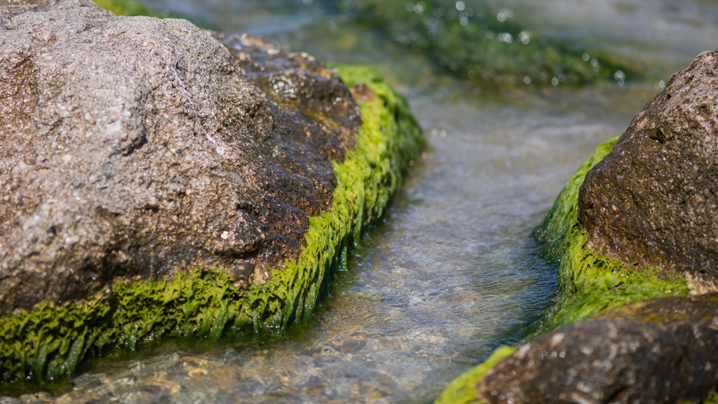 How to Store Sea Moss to Retain its Freshness? A Comprehensive Guide