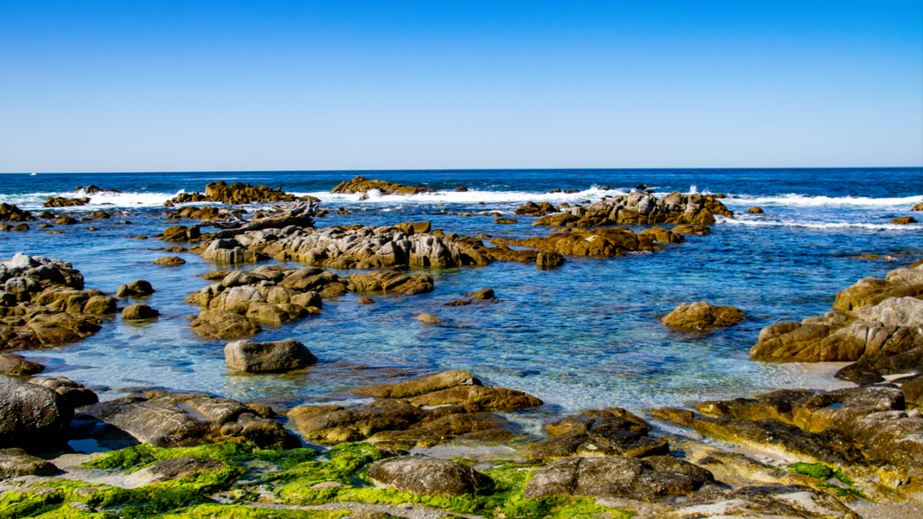 Exploring the Fascinating History of Sea Moss | From Sea Floor to Table Top