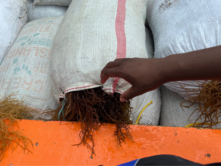 Grown wild in St. Lucia. Harvested with patience.